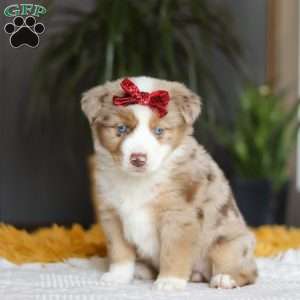 Coogee, Miniature Australian Shepherd Puppy